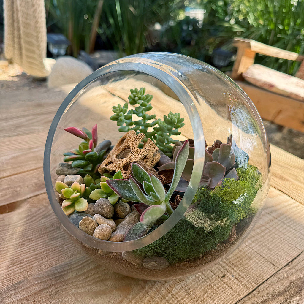 Succulent Terrarium DIY Kit – Full Moon Glass Terrarium Large Planter