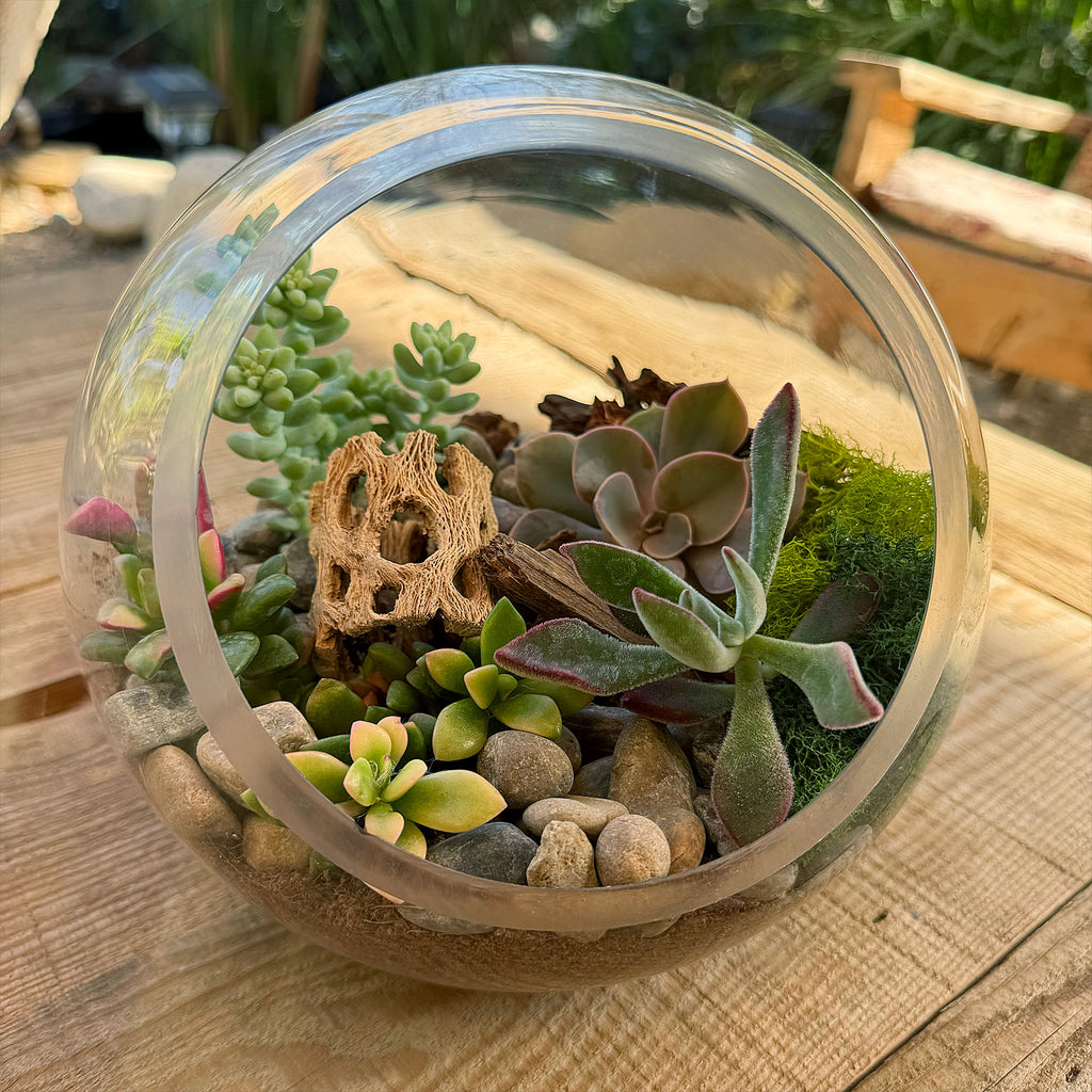 Succulent Terrarium DIY Kit – Full Moon Glass Terrarium Large Planter