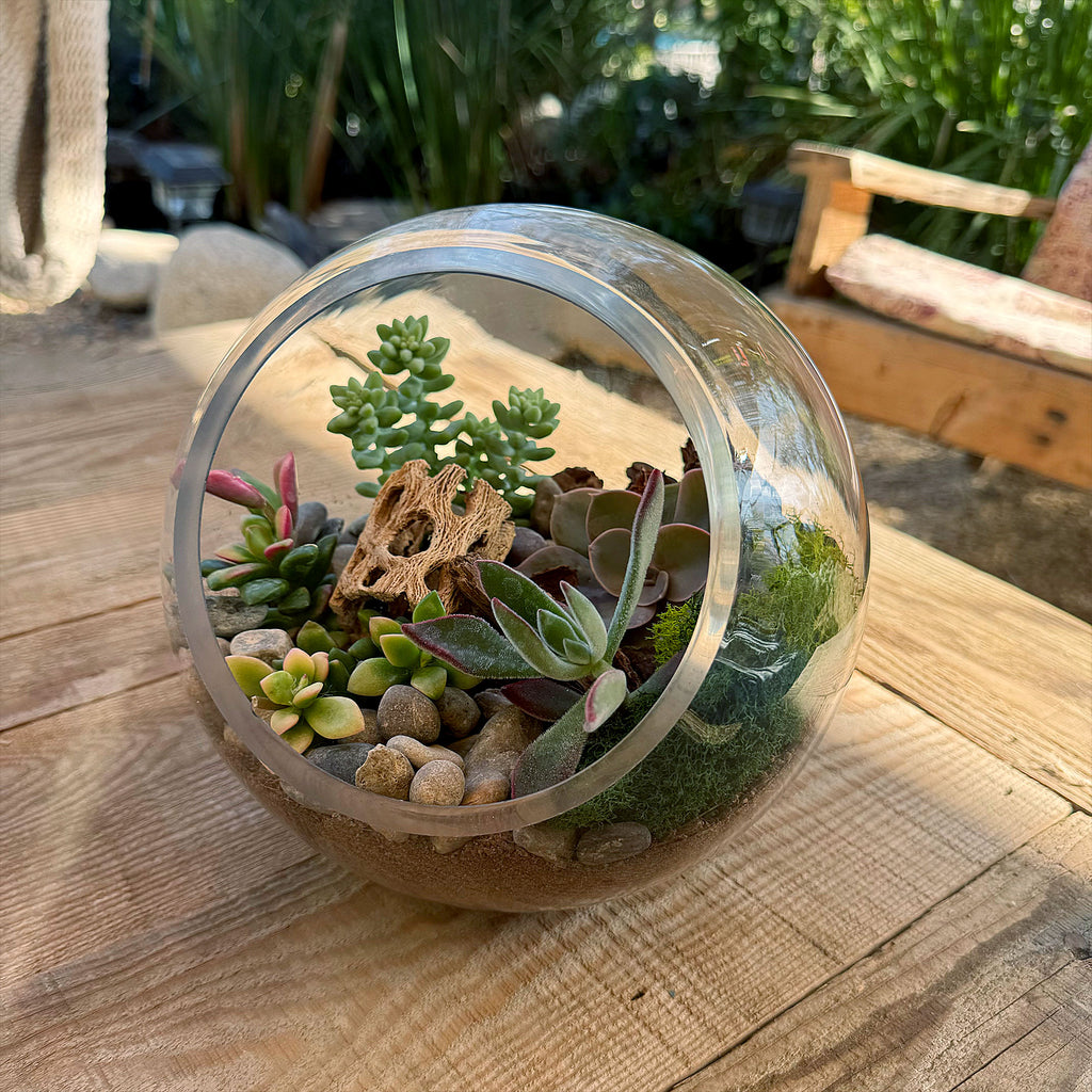 Succulent Terrarium DIY Kit – Full Moon Glass Terrarium Large Planter
