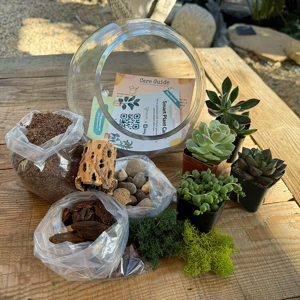 Succulent Terrarium DIY Kit – Full Moon Glass Terrarium Large Planter