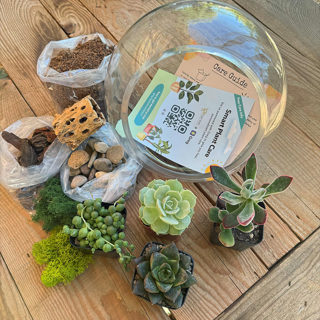 Succulent Terrarium DIY Kit – Full Moon Glass Terrarium Large Planter