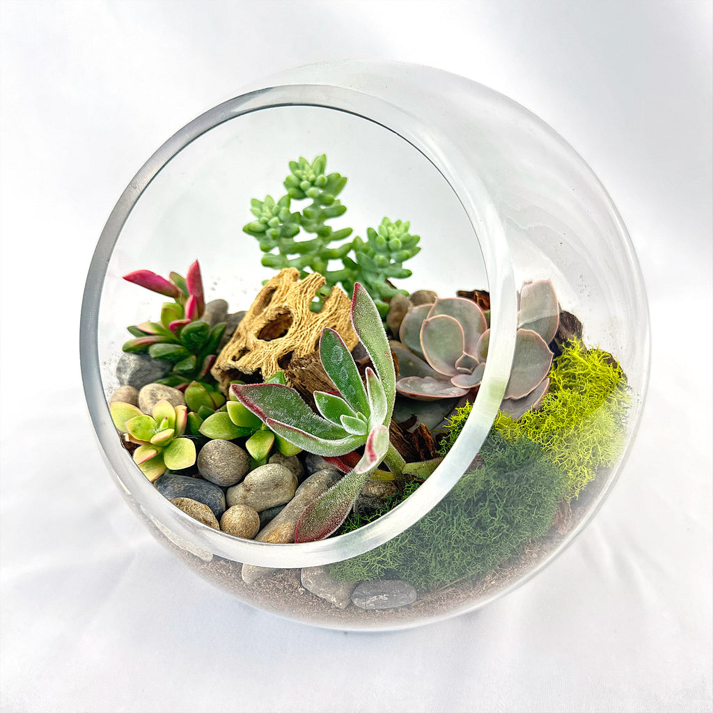 Succulent Terrarium DIY Kit – Full Moon Glass Terrarium Large Planter