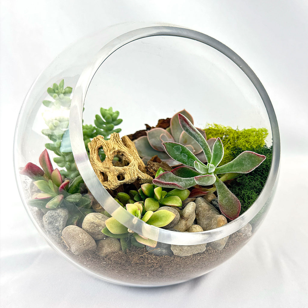 Succulent Terrarium DIY Kit – Full Moon Glass Terrarium Large Planter