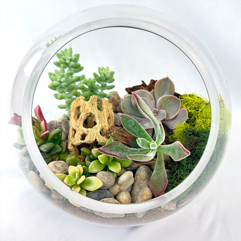 Succulent Terrarium DIY Kit – Full Moon Glass Terrarium Large Planter