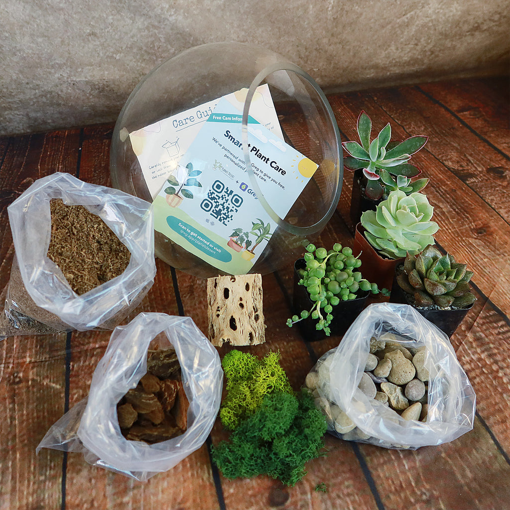 Succulent Terrarium DIY Kit – Full Moon Glass Terrarium Large Planter