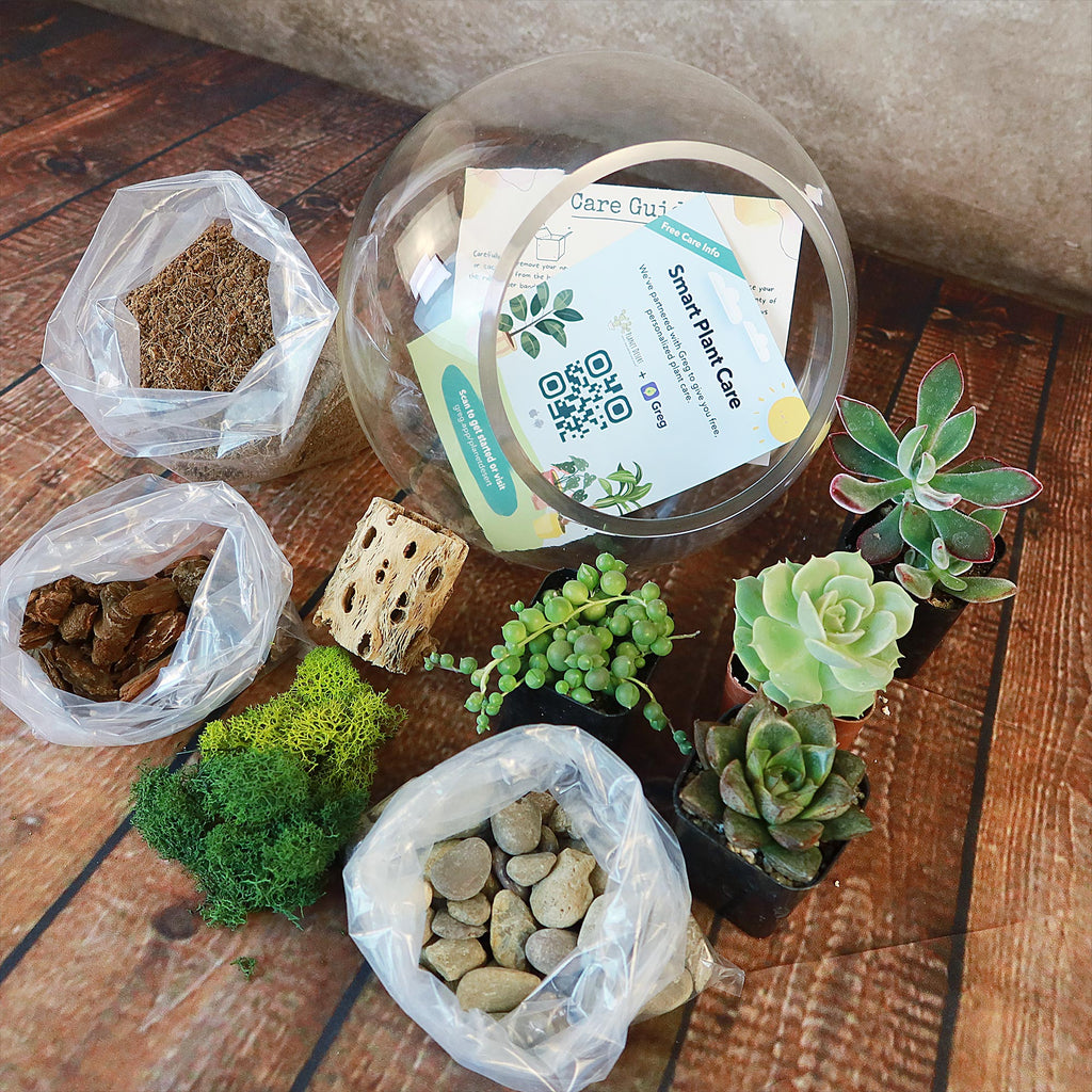 Succulent Terrarium DIY Kit – Full Moon Glass Terrarium Large Planter