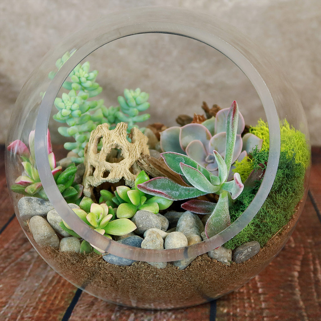 Succulent Terrarium DIY Kit – Full Moon Glass Terrarium Large Planter