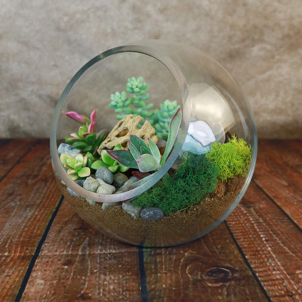 Succulent Terrarium DIY Kit – Full Moon Glass Terrarium Large Planter
