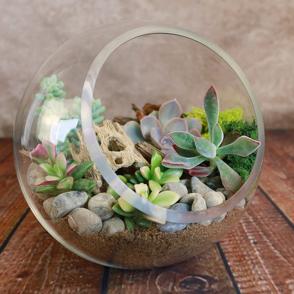Succulent Terrarium DIY Kit – Full Moon Glass Terrarium Large Planter