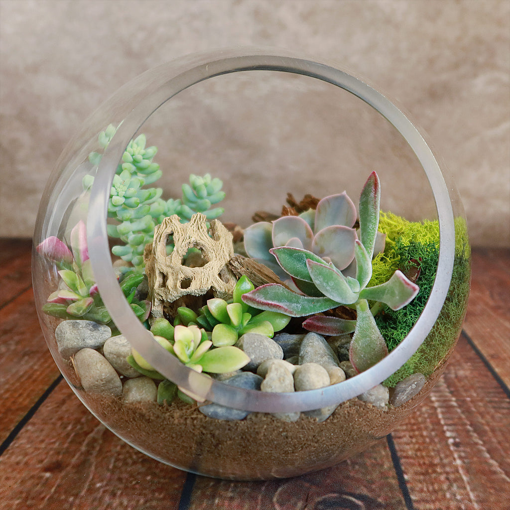Succulent Terrarium DIY Kit – Full Moon Glass Terrarium Large Planter