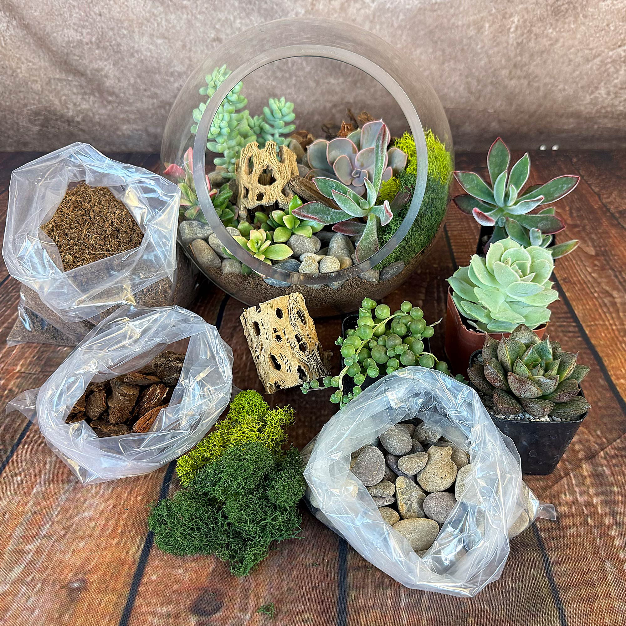 Succulent Terrarium Project Plant A Succulent Lantern Debra Lee