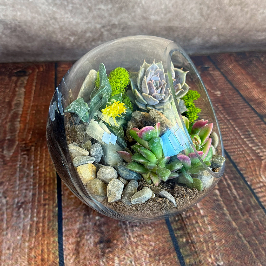 Glass Terrarium With 3 live Plants DIY Kit- Full Moon Glass Small Planter