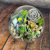 Glass Terrarium With 3 live Plants DIY Kit- Full Moon Glass Small Planter