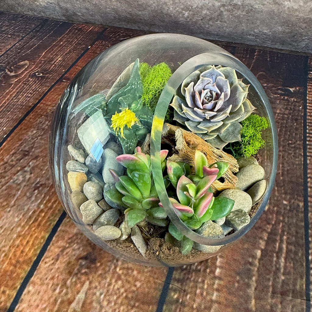 Glass Terrarium With 3 live Plants DIY Kit- Full Moon Glass Small Planter