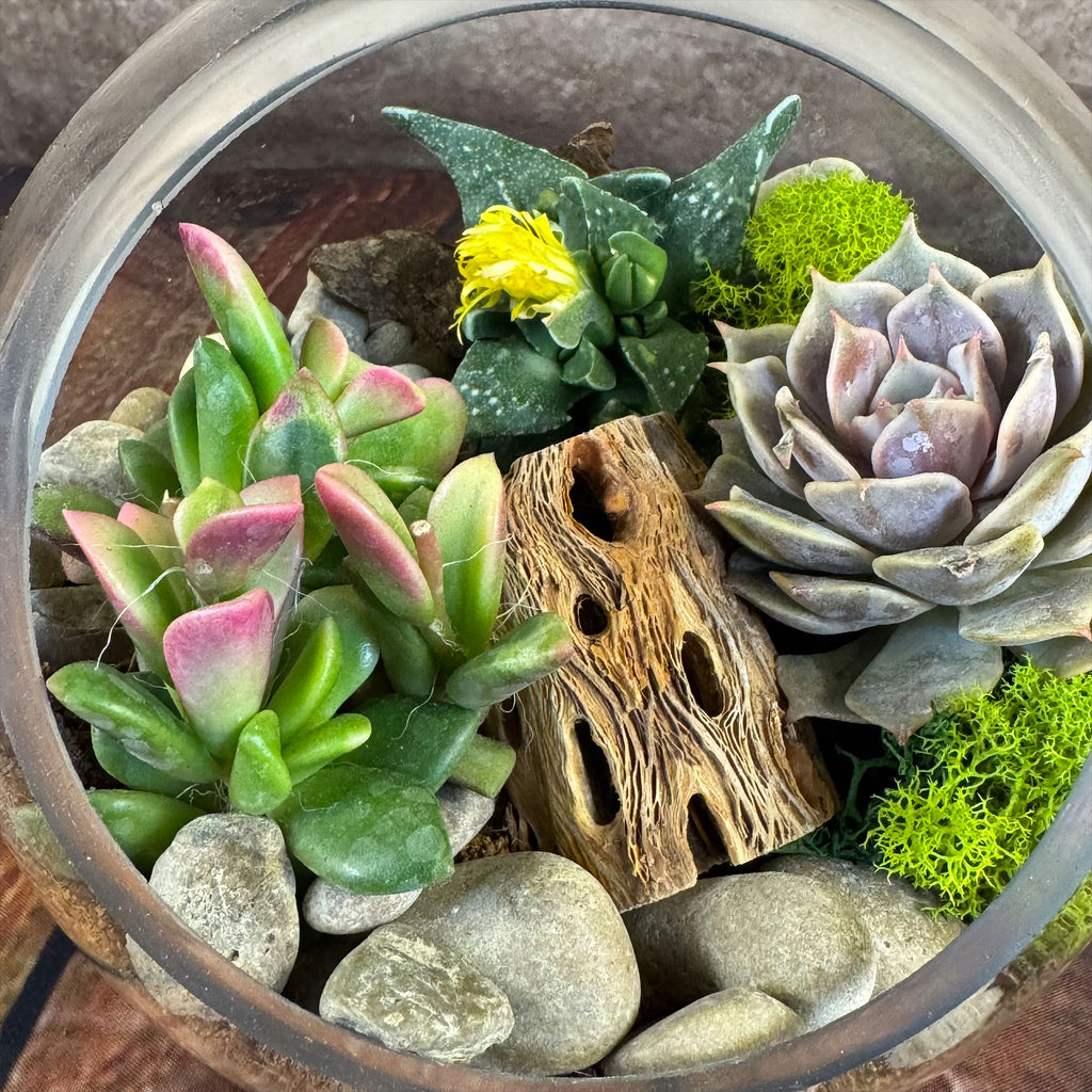 Glass Terrarium With 3 live Plants DIY Kit- Full Moon Glass Small Planter
