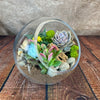 Glass Terrarium With 3 live Plants DIY Kit- Full Moon Glass Small Planter