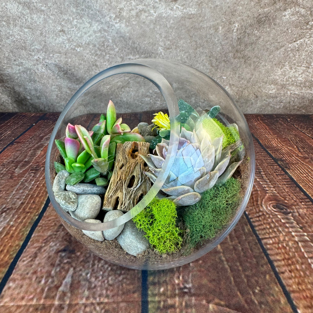 Glass Terrarium With 3 live Plants DIY Kit- Full Moon Glass Small Planter