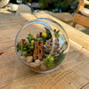 Glass Terrarium With 3 live Plants DIY Kit- Full Moon Glass Small Planter