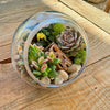 Glass Terrarium With 3 live Plants DIY Kit- Full Moon Glass Small Planter