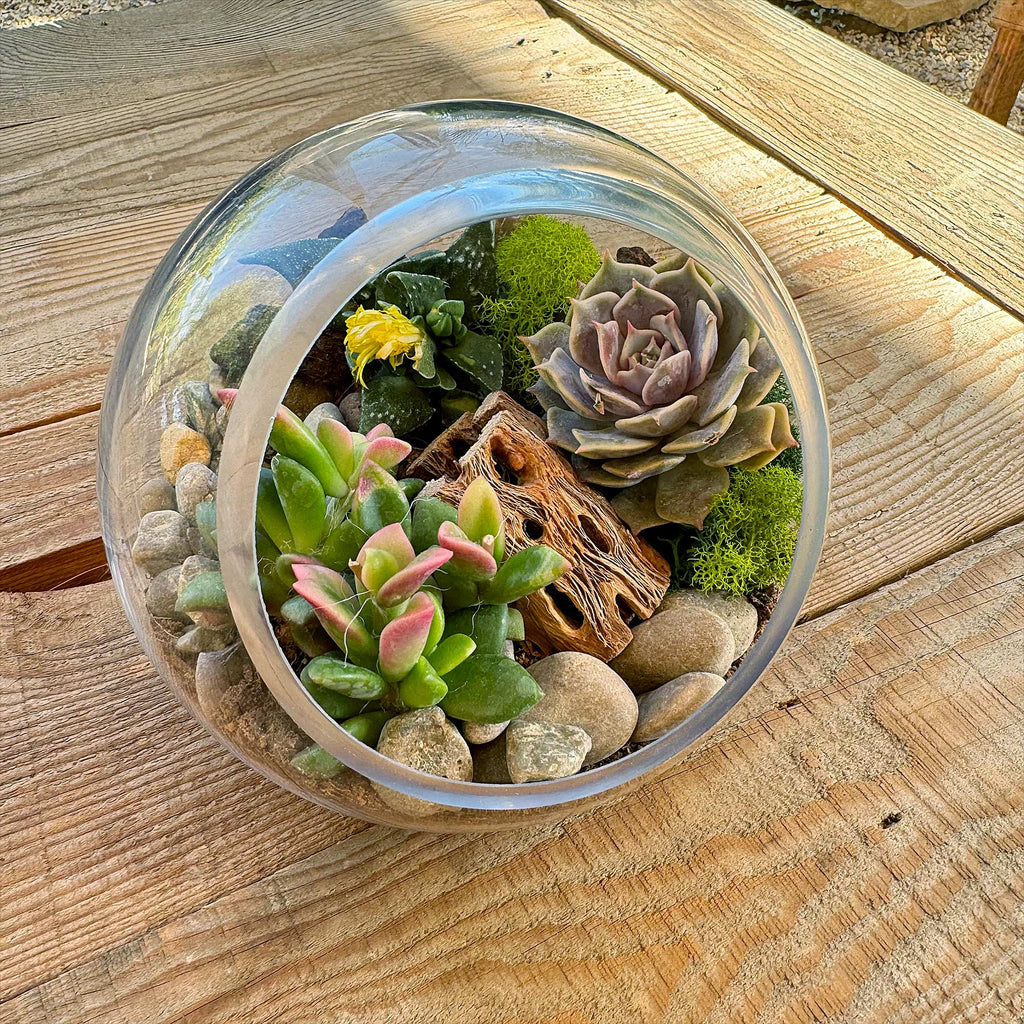 Glass Terrarium With 3 live Plants DIY Kit- Full Moon Glass Small Planter