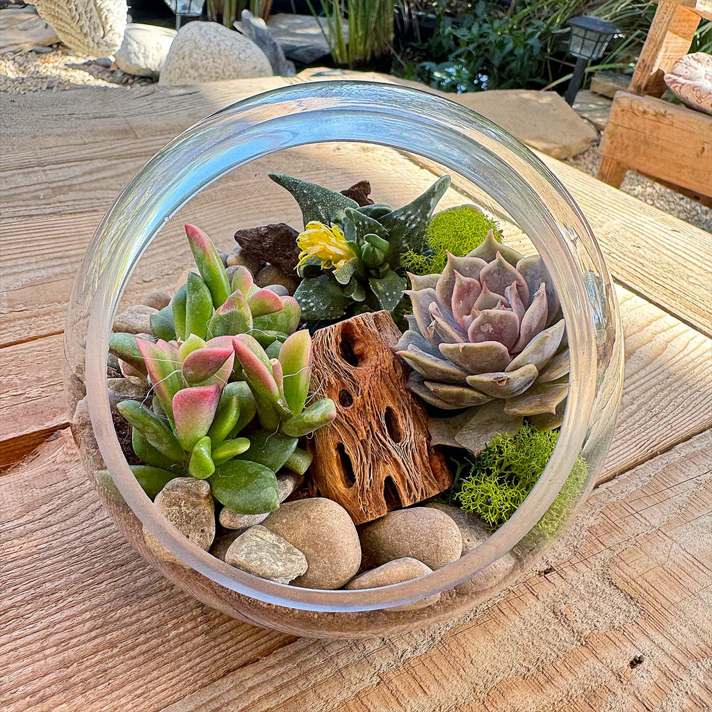 Glass Terrarium With 3 live Plants DIY Kit- Full Moon Glass Small Planter