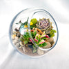 Glass Terrarium With 3 live Plants DIY Kit- Full Moon Glass Small Planter