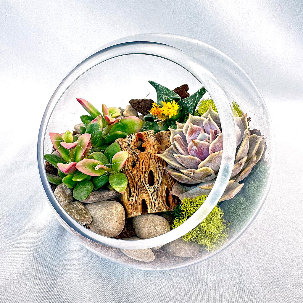 Glass Terrarium With 3 live Plants DIY Kit- Full Moon Glass Small Planter