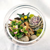 Glass Terrarium With 3 live Plants DIY Kit- Full Moon Glass Small Planter