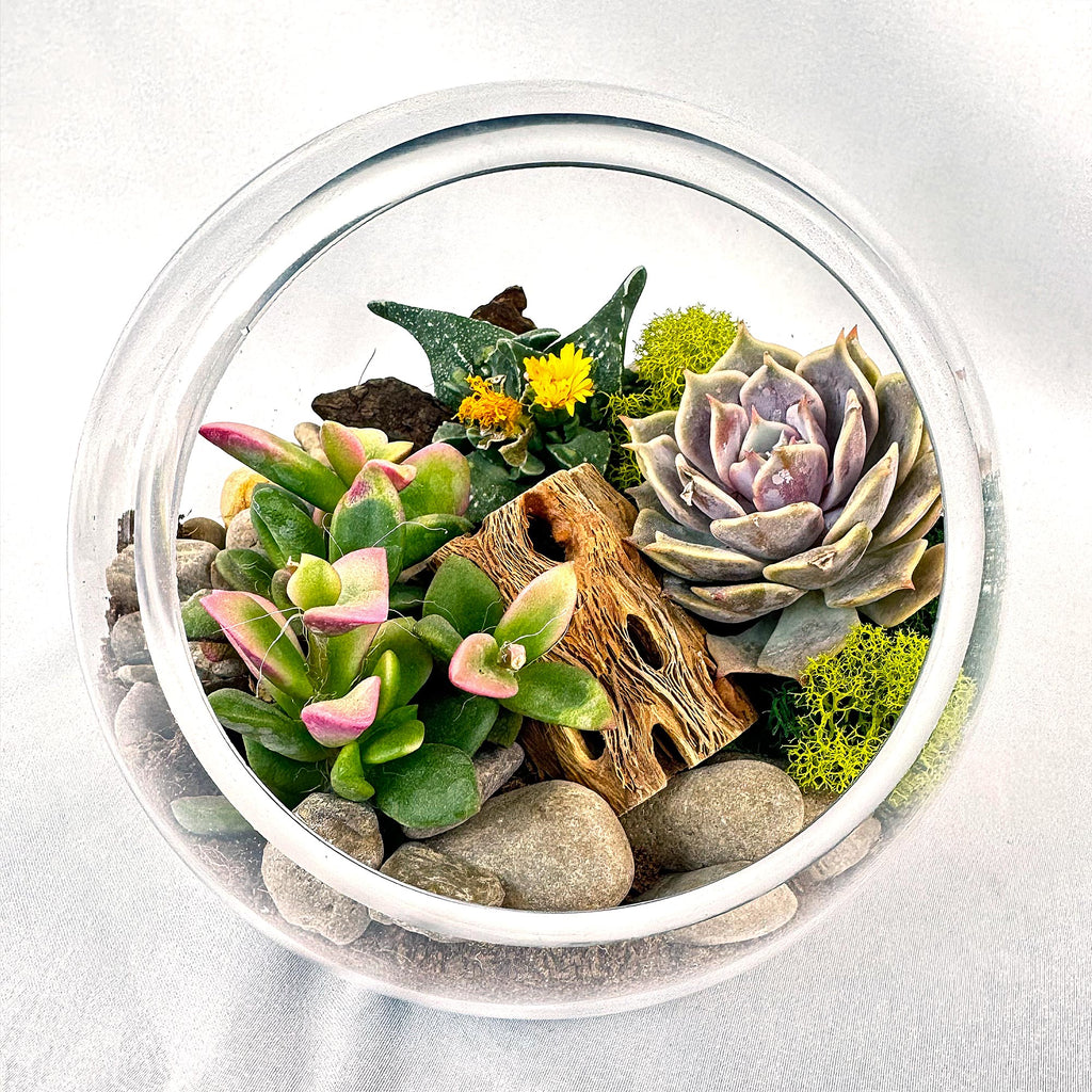 Glass Terrarium With 3 live Plants DIY Kit- Full Moon Glass Small Planter