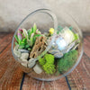 Glass Terrarium With 3 live Plants DIY Kit- Full Moon Glass Small Planter