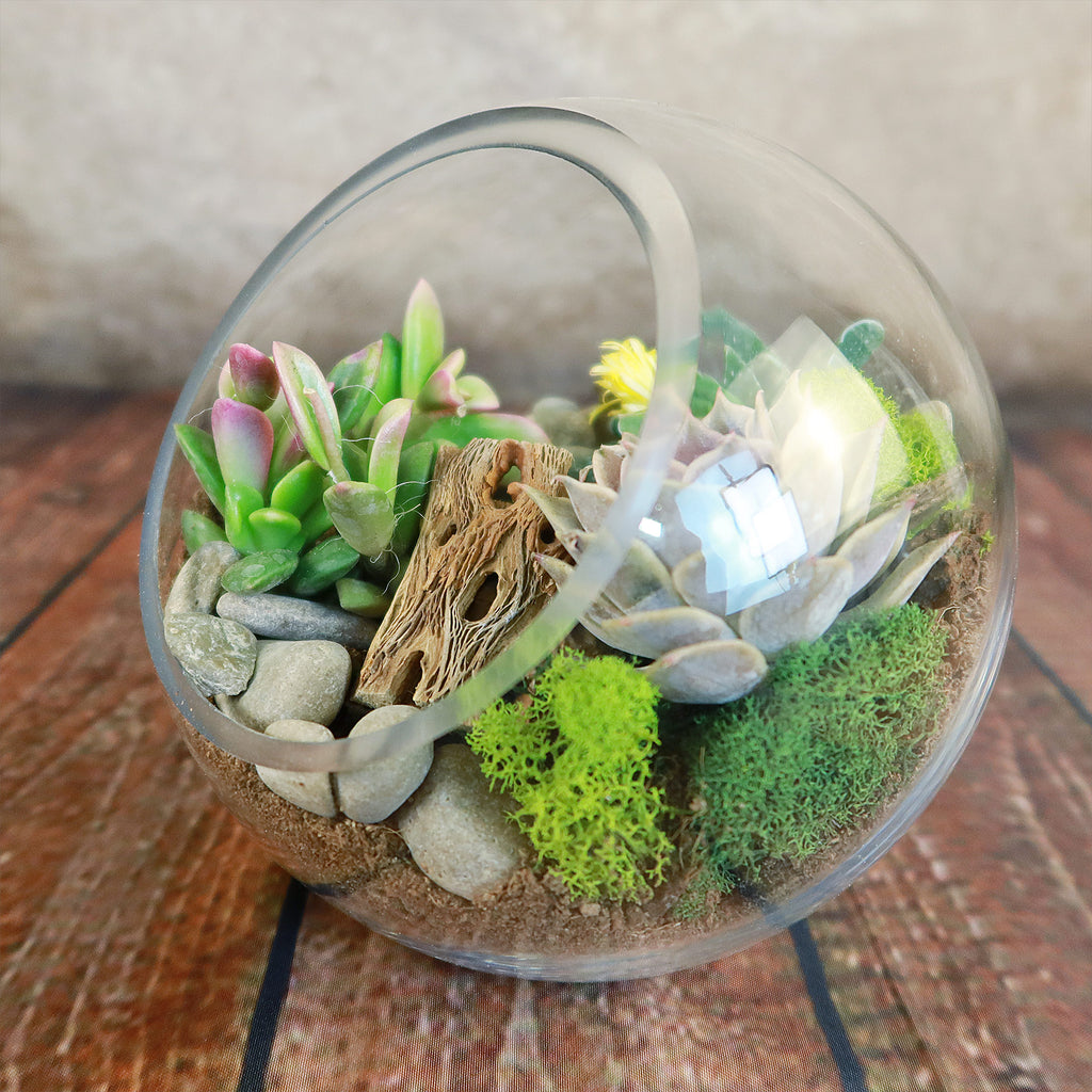 Glass Terrarium With 3 live Plants DIY Kit- Full Moon Glass Small Planter