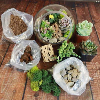 live mini succulents Glass Terrarium With 3 live Plants DIY Kit- Full Moon Glass Small Planter