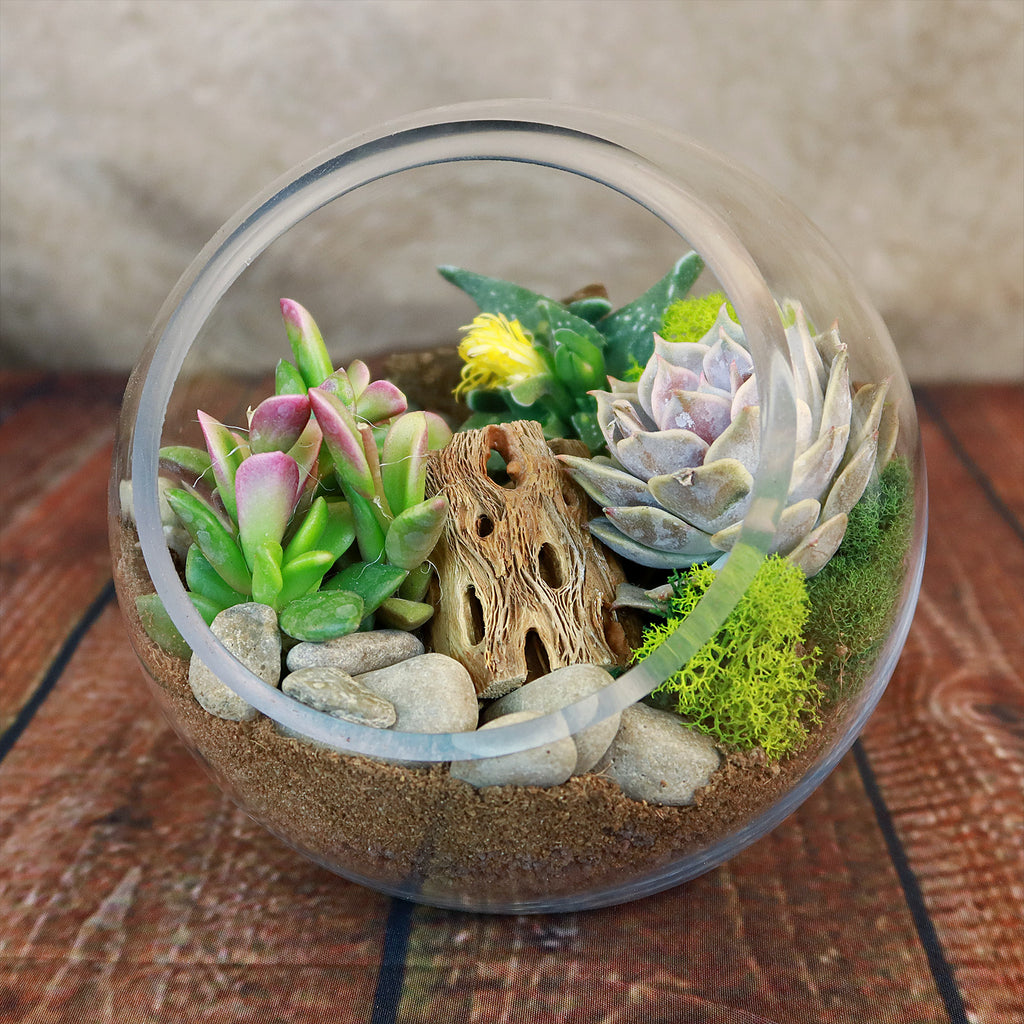 Glass Terrarium With 3 live Plants DIY Kit- Full Moon Glass Small Planter