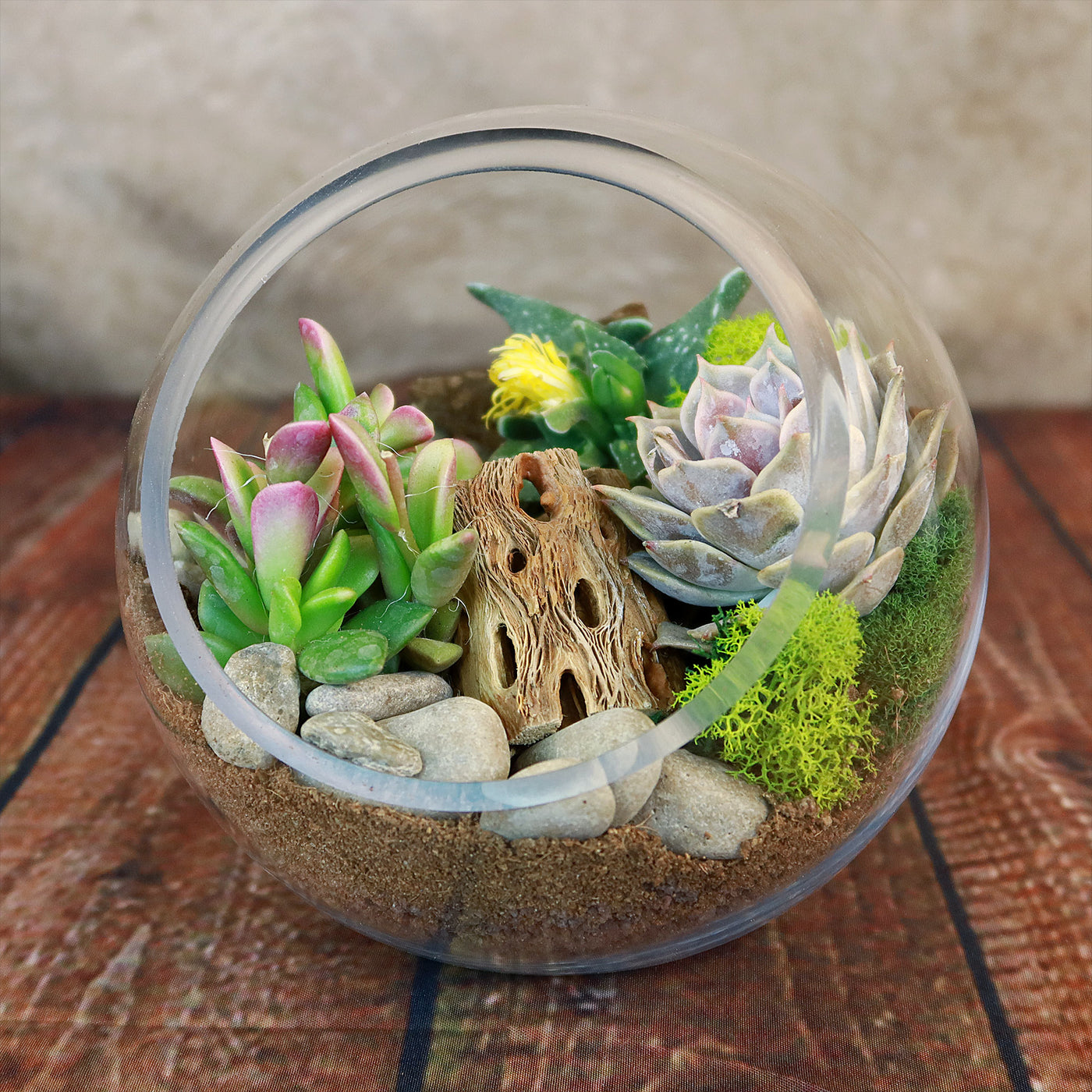 round terrarium planter Glass Terrarium With 3 live Plants DIY Kit- Full Moon Glass Small Planter