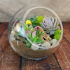 Glass Terrarium With 3 live Plants DIY Kit- Full Moon Glass Small Planter