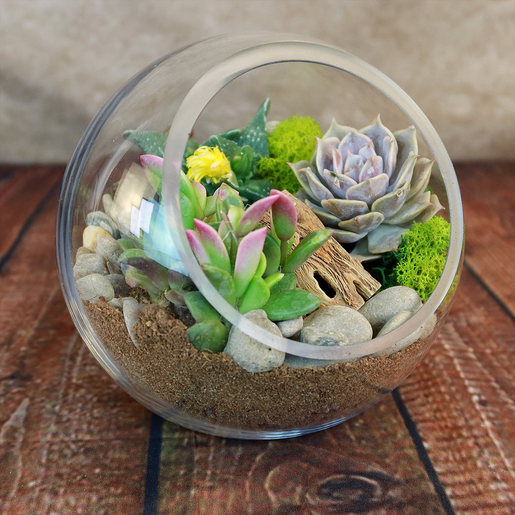 Glass Terrarium With 3 live Plants DIY Kit- Full Moon Glass Small Planter