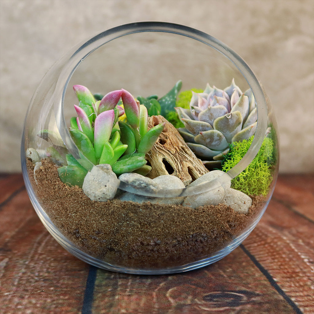 Glass Terrarium With 3 live Plants DIY Kit- Full Moon Glass Small Planter