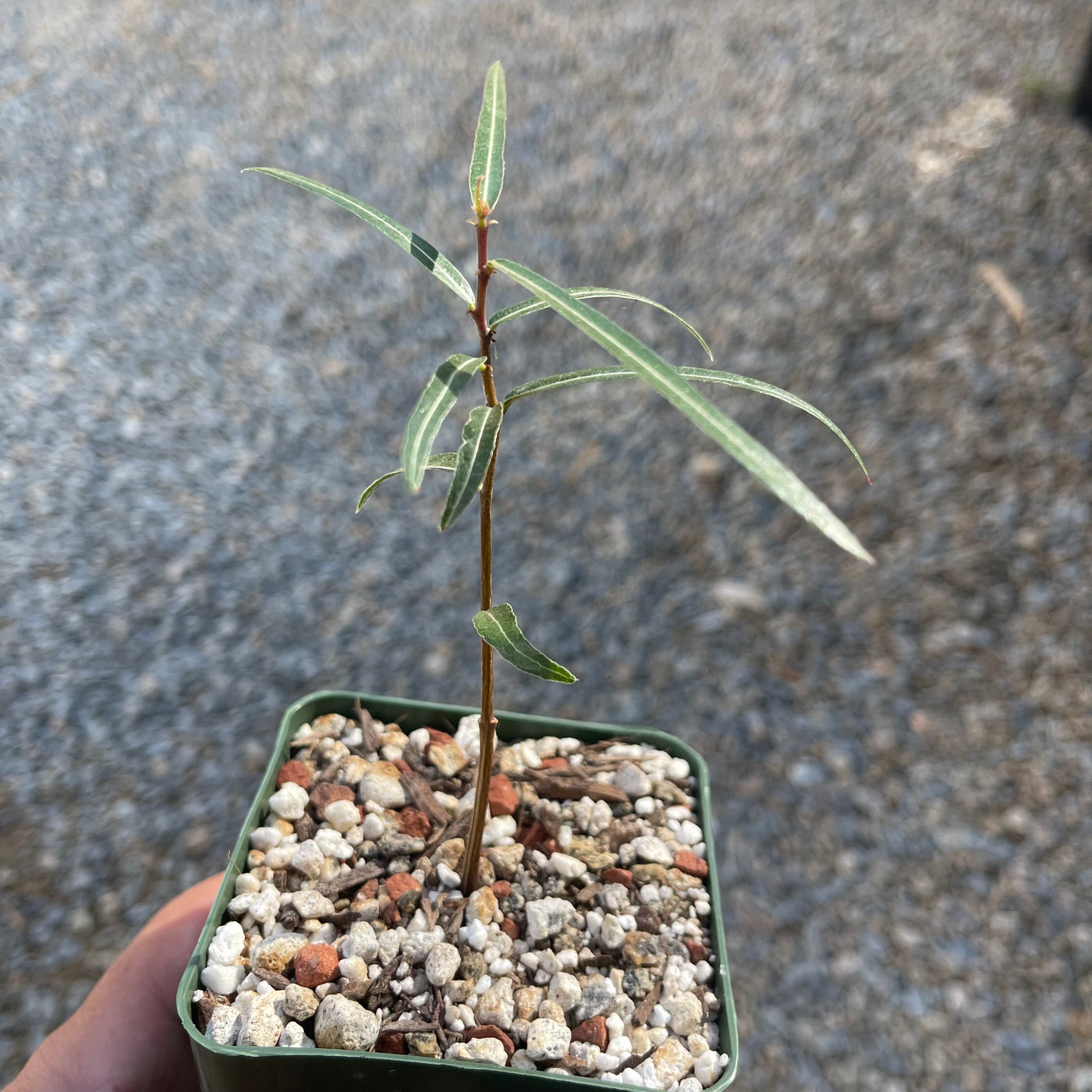 Queensland Bottle Tree (Brachychiton rupestris) – Plantify