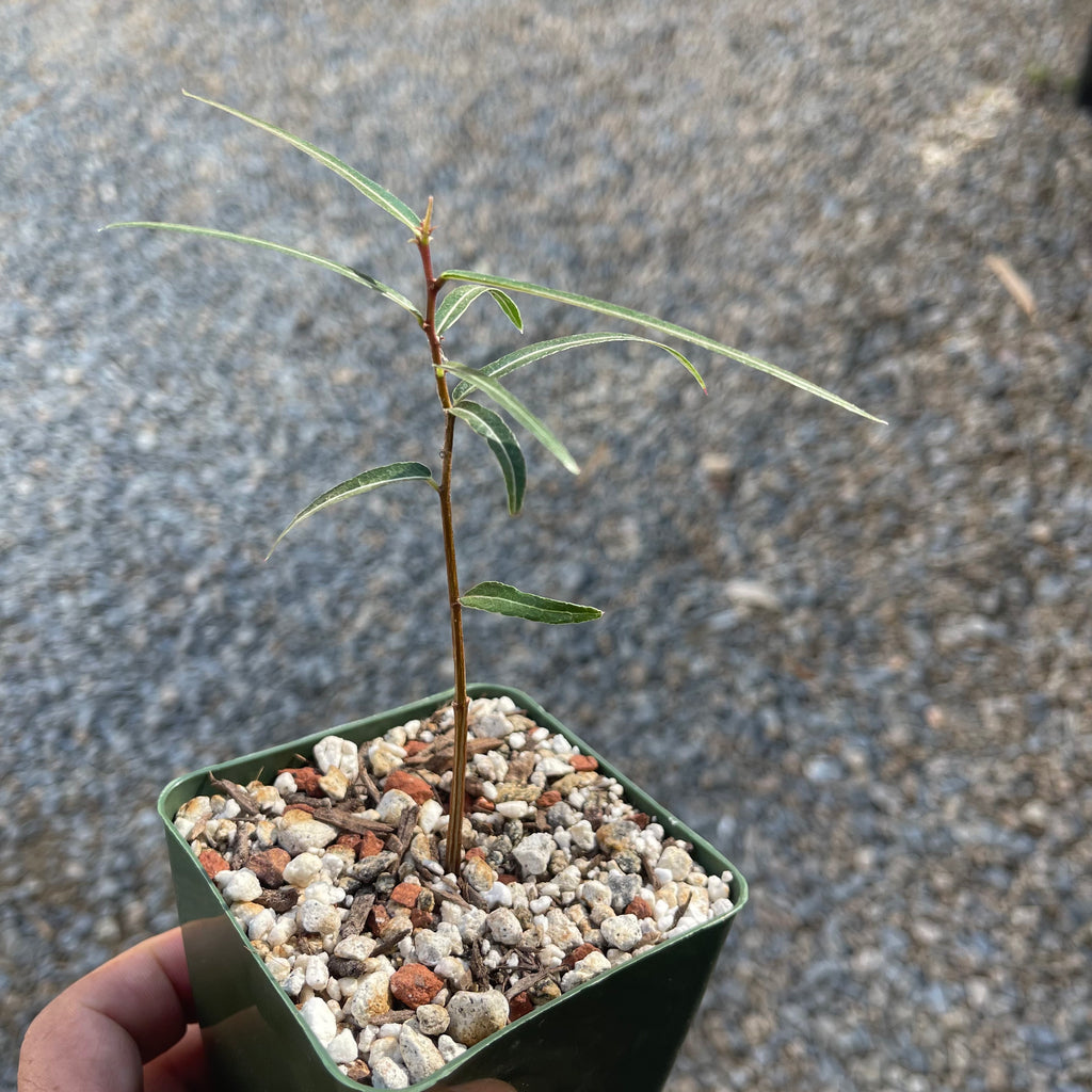 Queensland Bottle Tree &