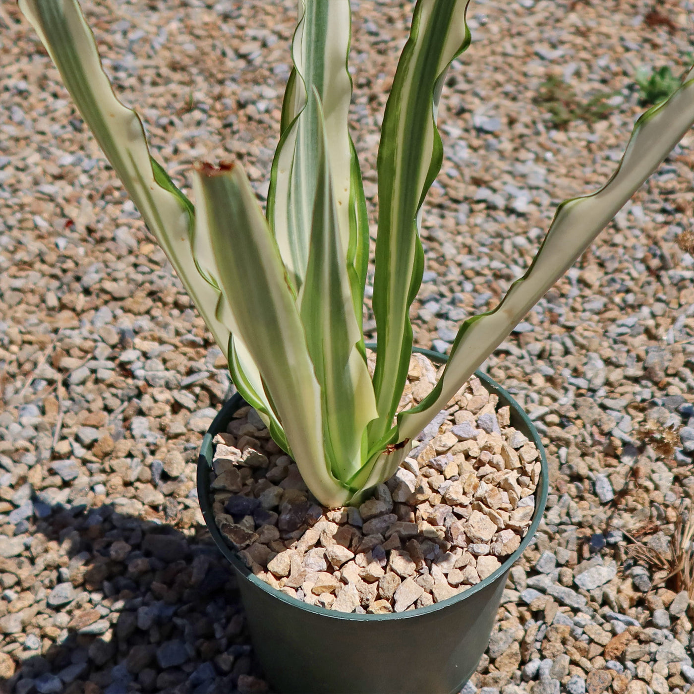 Furcraea foetida