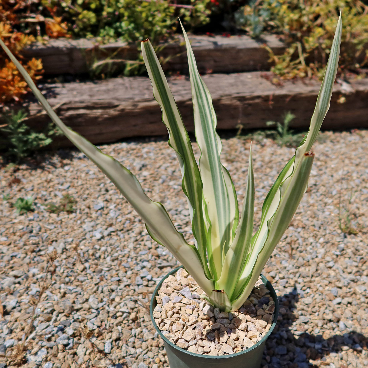 Furcraea foetida