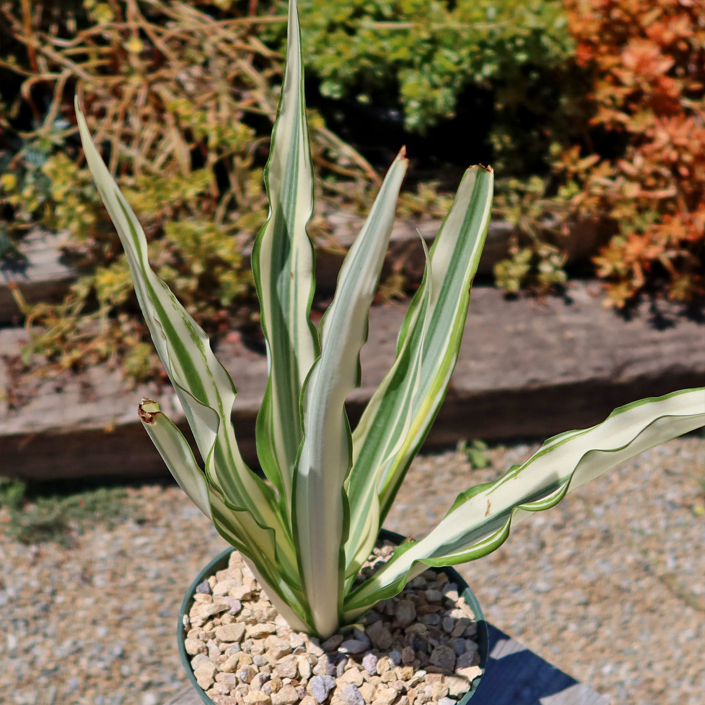 Furcraea foetida