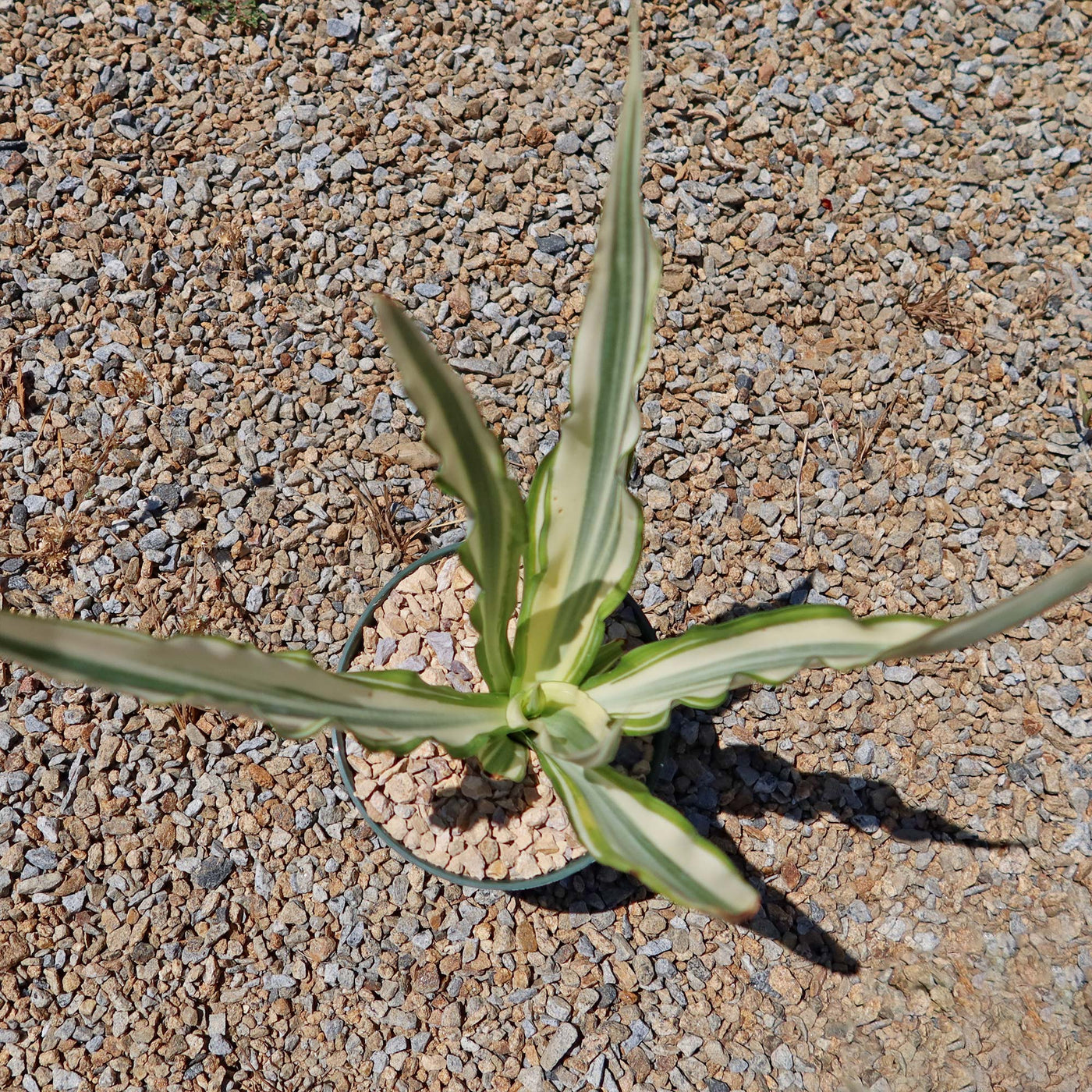 Furcraea foetida