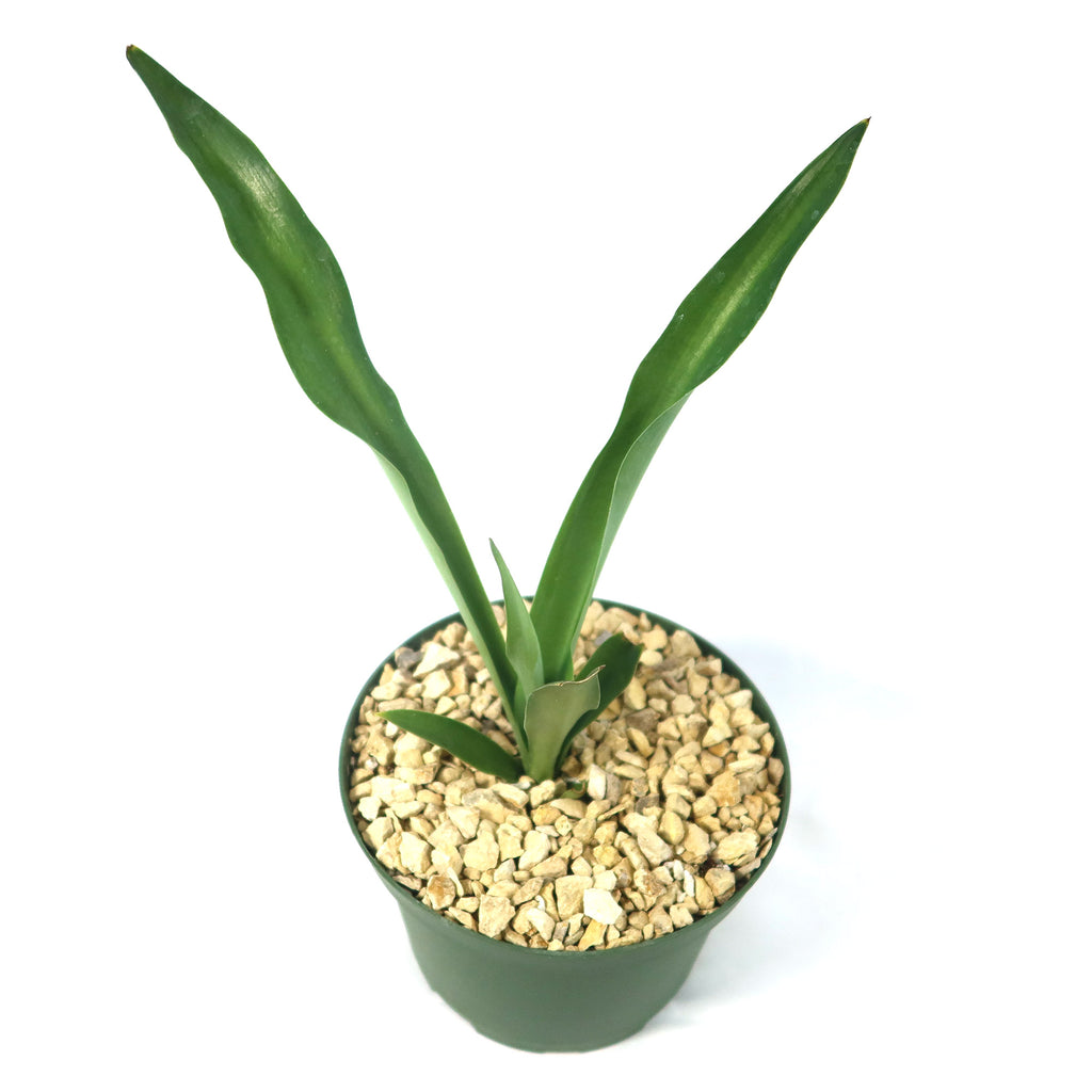 Furcraea foetida green