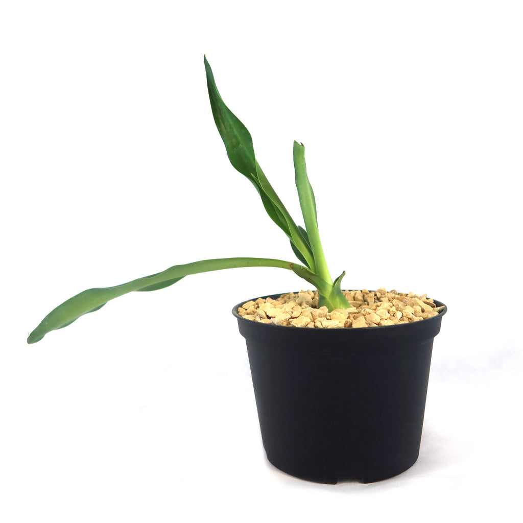 Furcraea foetida green