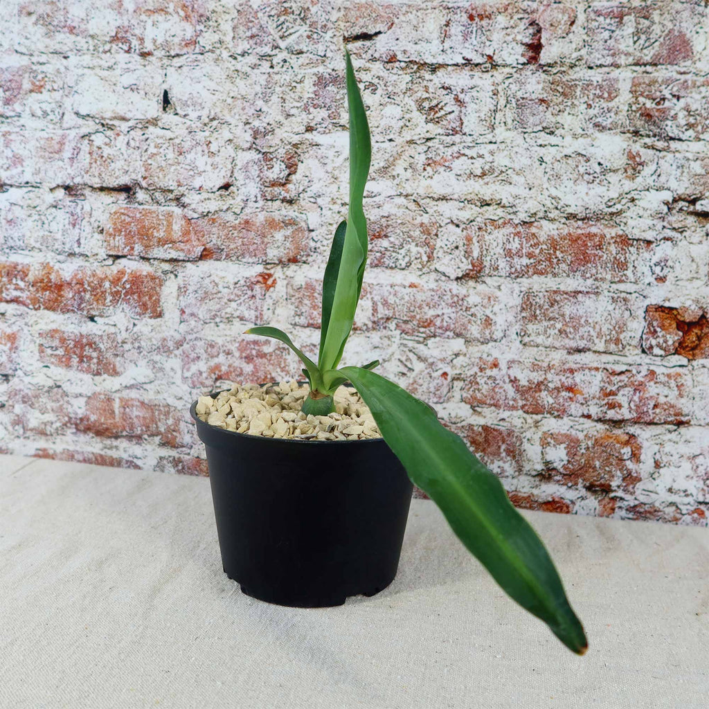 Furcraea foetida green