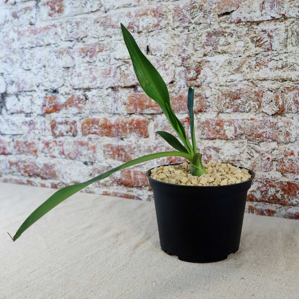 Furcraea foetida green