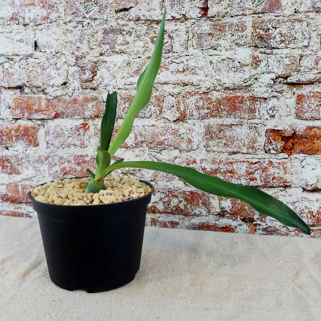 Furcraea foetida green