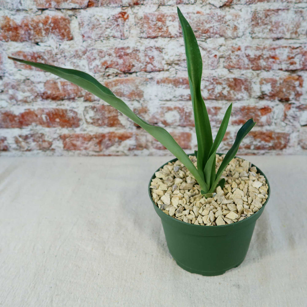 Furcraea foetida green