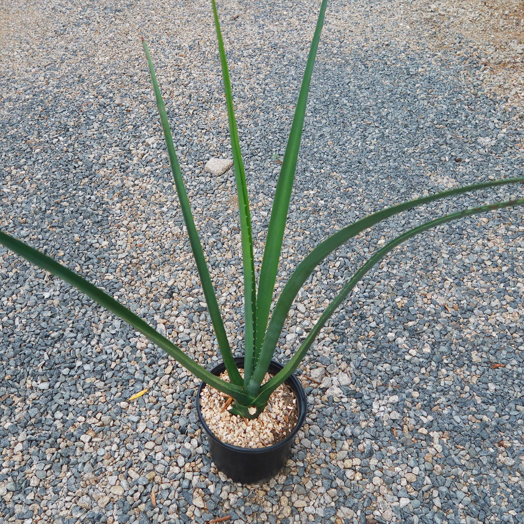 Furcraea macdougallii